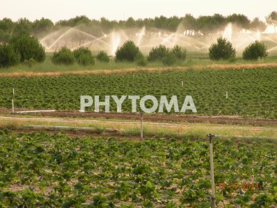 Producción de plantas de fresa en viveros de altura